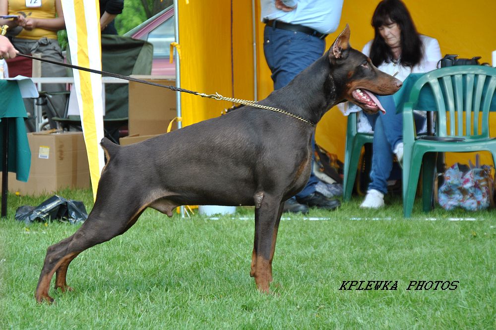 Dobermann couperen