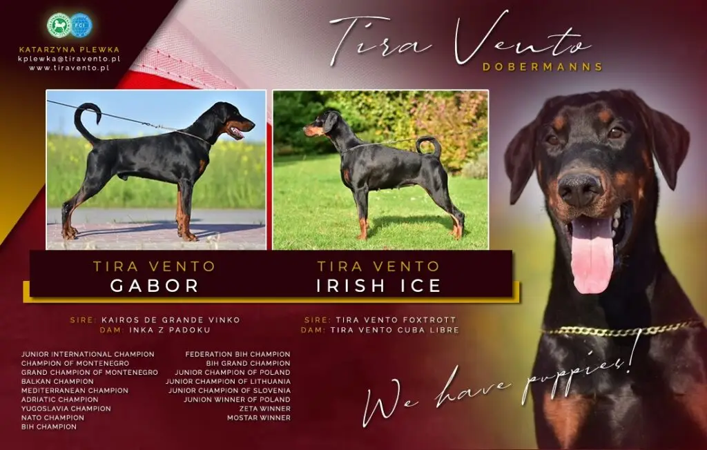 Heden Dobermann Pups
