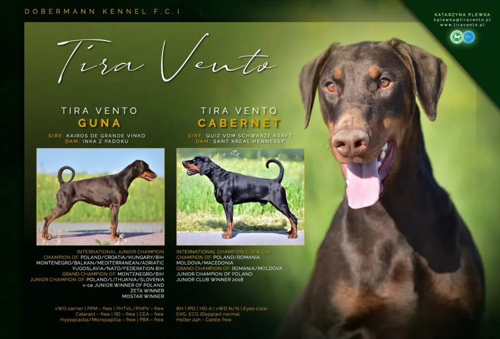 Heden Dobermann Pups